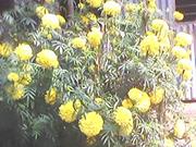 Tamanna Parvin Layla