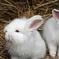 Shrawan Kumar Upadhyay