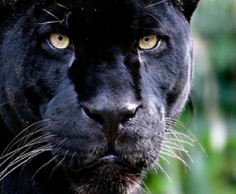 Mr Black Panther