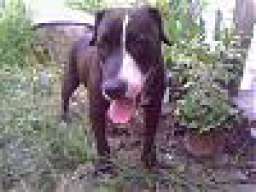 trafficmaster_arv_qsmacs