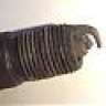 sparkplug