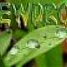 DewDrop