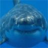 darkshark