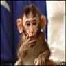 monkeypaw