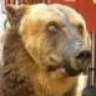 dancingbear