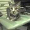Thai Cat