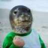 sealsuccess