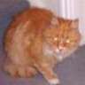 GingerTheCat