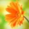PassionateFlowerGirl