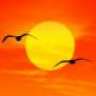 pumpkin_pie