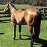 Buckskin