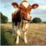 Brown_Cow