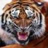 tropicaltiger
