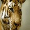badtigger