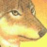 laughingcoyote