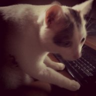 MaxWebTraffic