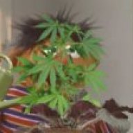 MR_G8T0R