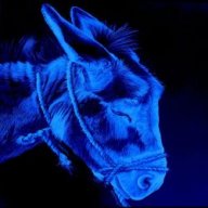 TheBlueMule