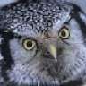 wampus