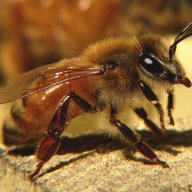 apismellifera06