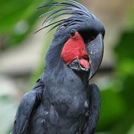 daddybird292
