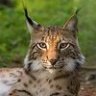 Lynx-007