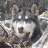 gusthedog