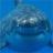 darkshark