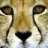 LinkCheetah