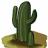 CactusMaster!
