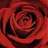English Rose Content