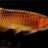 Dragonfish