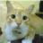 spycat