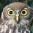 wise-owl