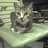 Thai Cat