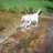ringdog