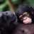 7monkeys