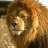 immortal_king
