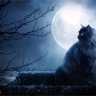 Moonlight Cat