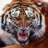 tropicaltiger