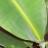 tropicalplanttom