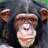 chimpymike