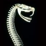 VenomFangx