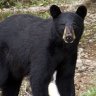 MountainBear